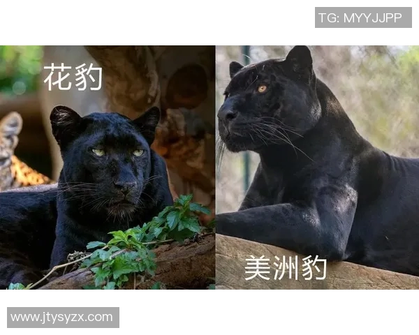 美洲虎与美洲狮的生存之争探秘与生态对比分析